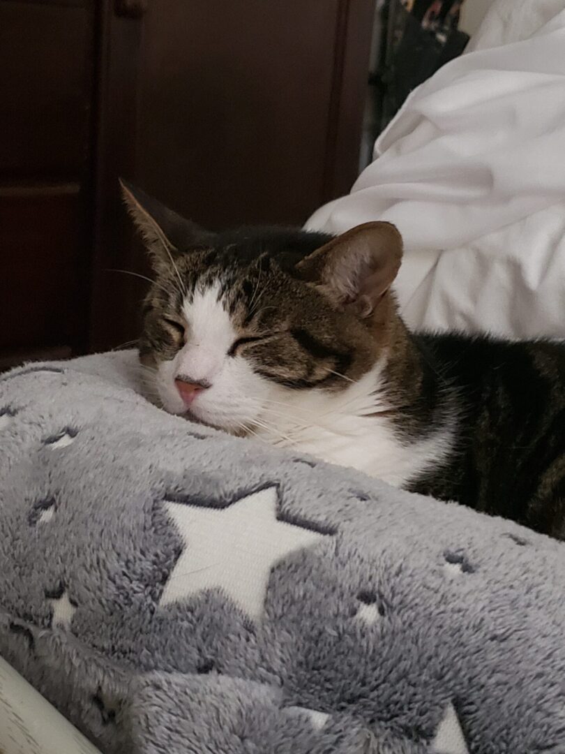 A cat laying on top of a bed next to pillows.