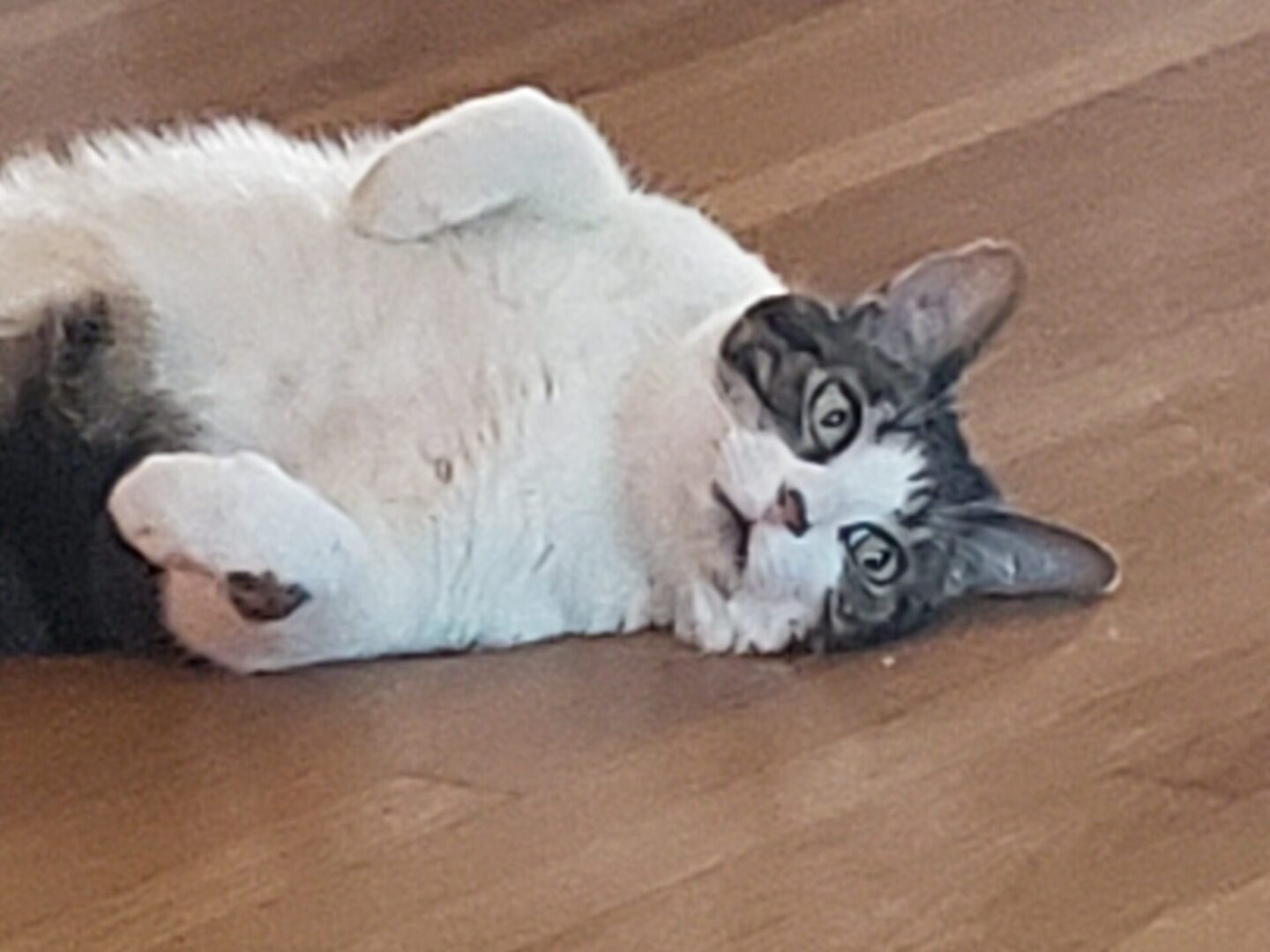 A cat laying on the ground with its paws up.