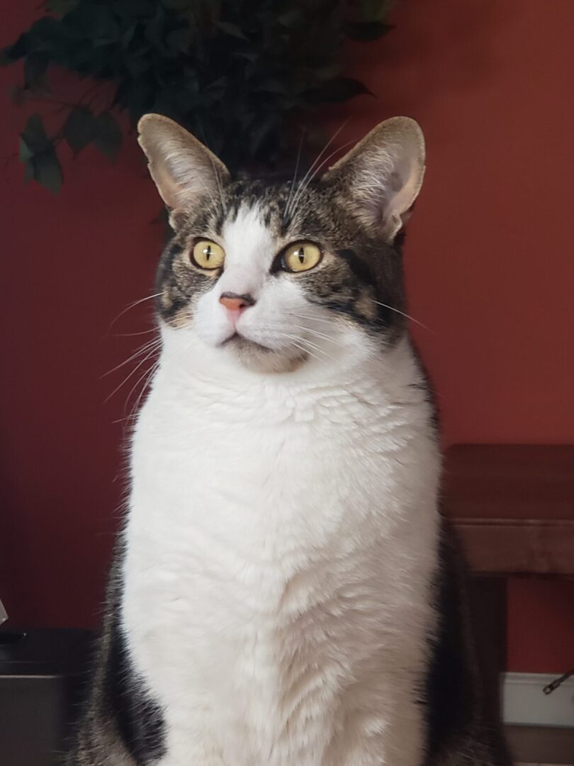 A cat sitting on top of a table.